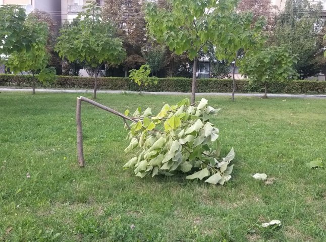 В одному з мікрорайонів Мукачева чоловік ламав дерева