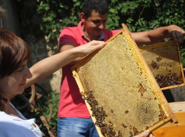 Бджільництво для закарпатців: недешеве хобі чи прибутковий бізнес?