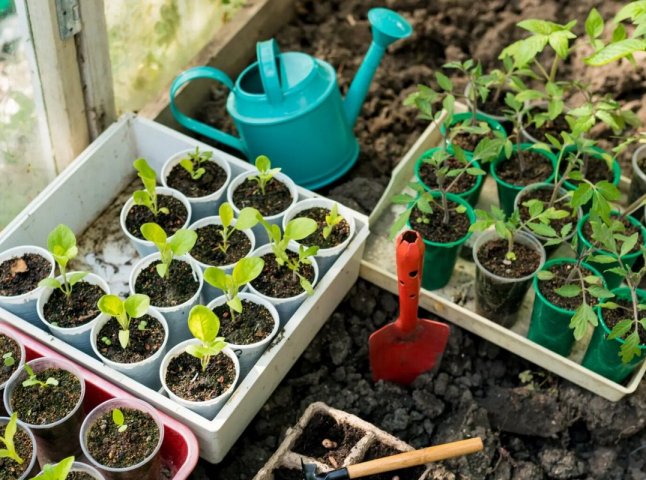 Посівний календар на березень 2026 року: коли варто садити овочі і зелень