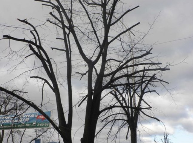 Влада поручила відповідним службам почистити аварійні дерева вздовж автодоріг