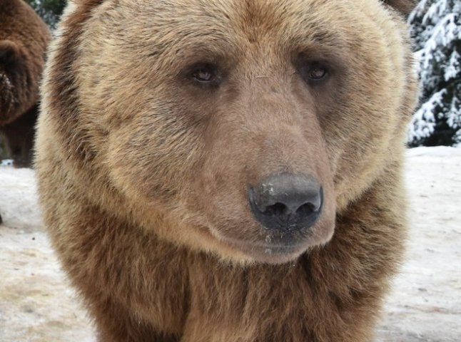 У нацпарку "Синевир" ведмеді залягли у зимову сплячку