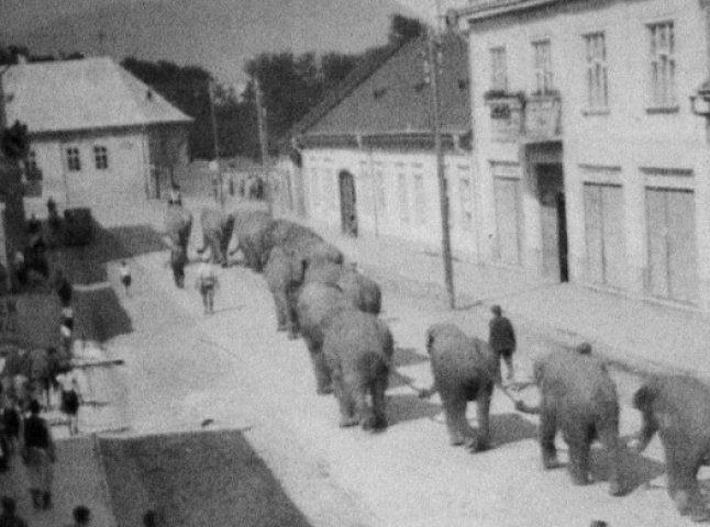 Справжні слони на вулицях Хуста: цікавий екскурс в історію міста