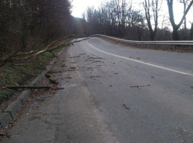 На Мукачівщині та в Ужгороді негода повалила дерева