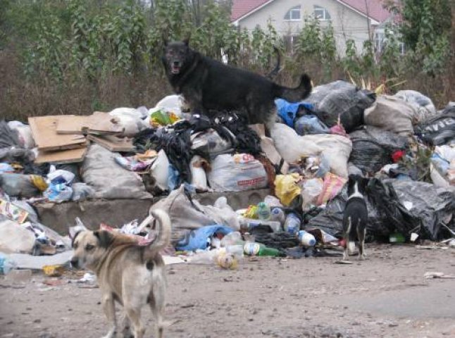 У Мукачеві за сміття штрафують підприємців і просто громадян