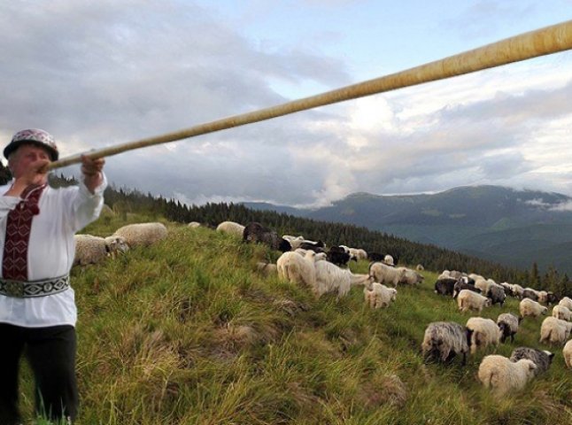 На Міжгірщині урочисто проводжатимуть вівчарів на полонину