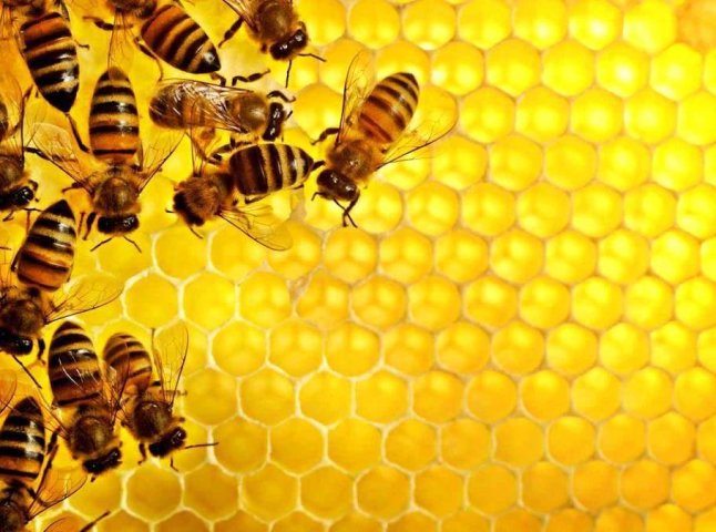 Бджоли гинуть в усіх областях України, окрім Закарпатської