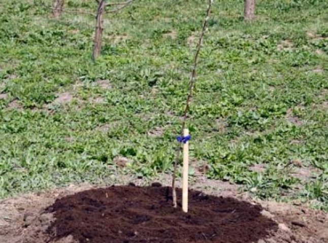 Днями у Мукачеві, в рамках місячника по благоустрою міста, було висаджено понад 200 дерев