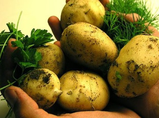 Цьогоріч Мукачівщина пишається врожаєм картоплі (ВІДЕО)
