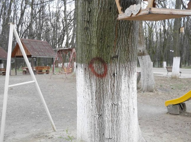 У Боздоському парку Ужгорода провели обстеження дерев