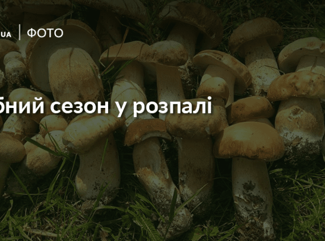Дари лісів: закарпатці активно діляться фотографіями з походів на гриби