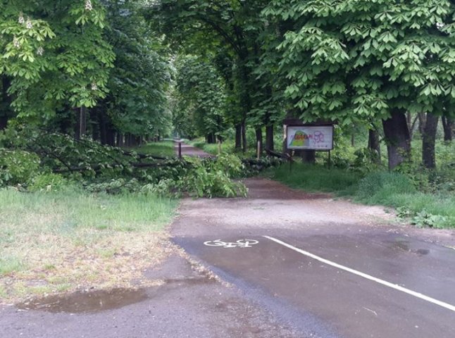 У Боздоському парку Ужгорода на тротуар впало дерево
