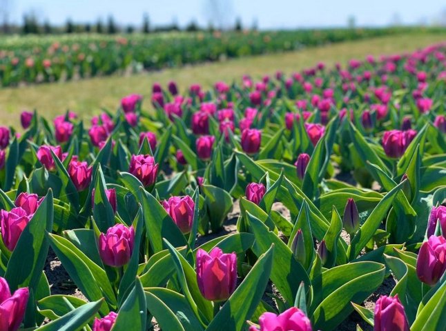 Майже 30 тисяч тюльпанів розквітли на вулицях Ужгорода