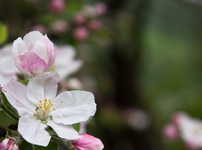 У одному із сіл Іршавщини в останній місяць осені зацвіла яблуня