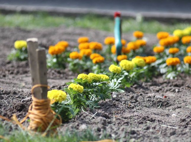 Мукачівські комунальники завершать висадку квітів у центрі міста цього тижня