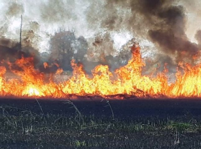 На Берегівщині згоріло кукурудзяне поле