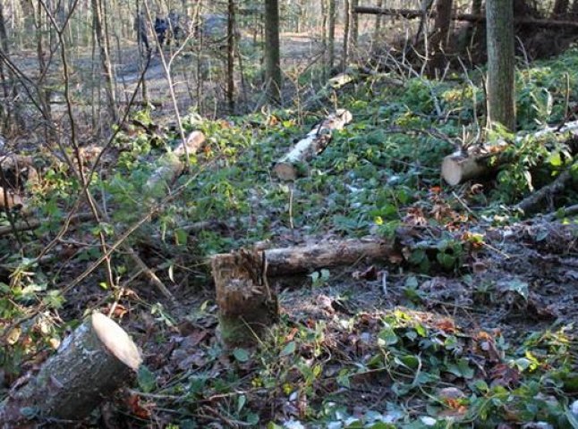 На Закарпатті виявили кілька випадків незаконної вирубки лісів