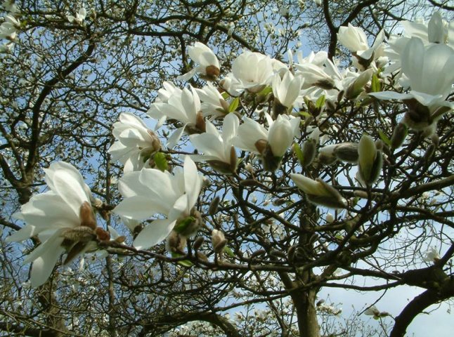 Весняне цвітіння: в Ужгороді розквітла магнолія