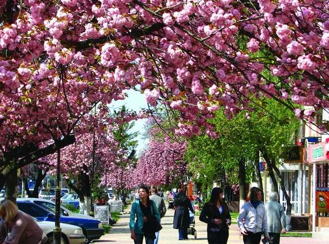 Ужгород заполонили туристи з метою побачити цвітіння сакур на власні очі