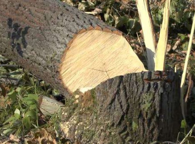 Двоє чоловіків незаконно вирубали дерева на території заповідника