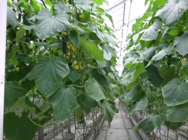 Як у Великолучківській громаді вирощують огірки за голландськими технологіями