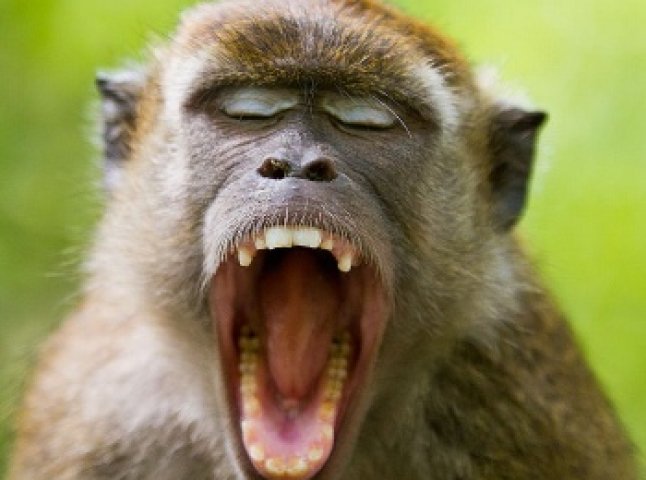 Мавпа, що втекла з маріупольського зоопарку жебракує під церквою (ВІДЕО)
