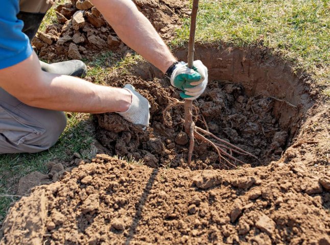 Які плодові дерева краще садити восени та чому саме