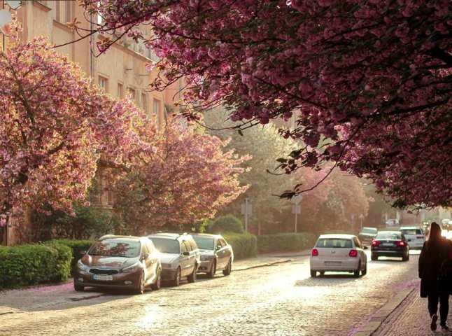 В Ужгороді перекриють одну з вулиць для кращого доступу до сакур