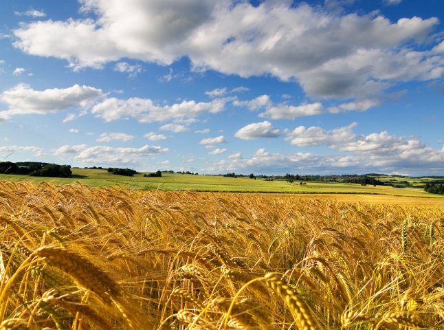 На Мукачівщині тривають жнива: озимий ячмінь та ріпак зібрали повністю, пшеницю – тільки 35%
