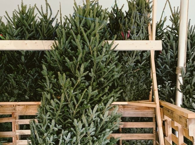 Де у Мукачеві можна купити ялинку: офіційні місця продажу