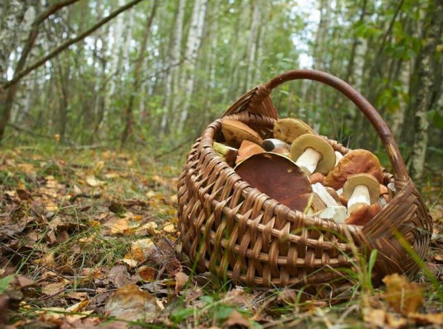 Рятувальники розповіли про лісові «пригоди» на Мукачівщині