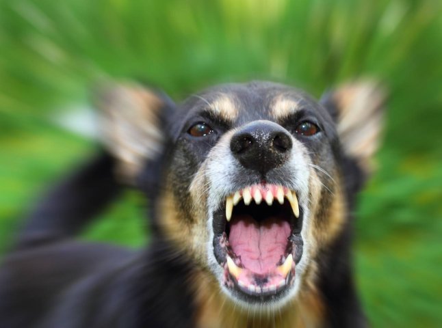 Безпритульні собаки в Ужгороді напали на молоду жінку