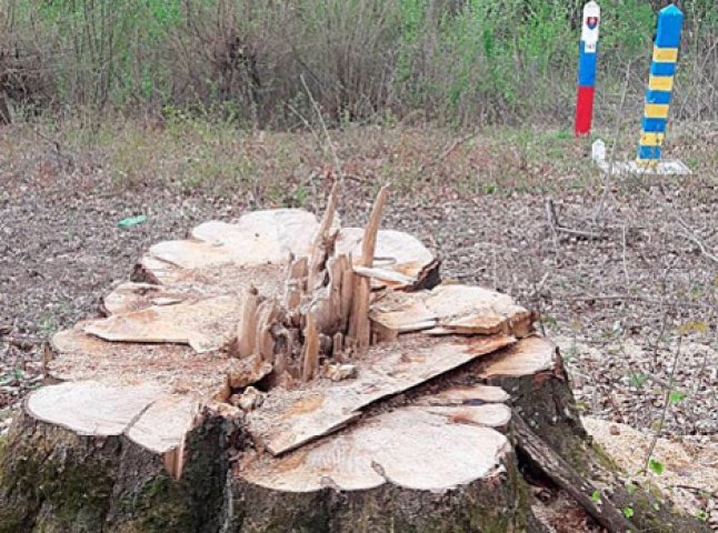 У трьох районах Закарпаття незаконно вирубали ліс на 12 мільйонів гривень