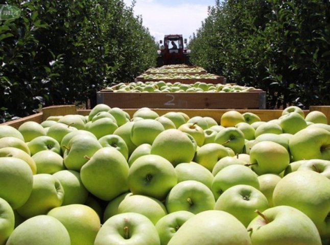 Робота в Польщі: заробітчани відмовляються приїжджати на збір яблук