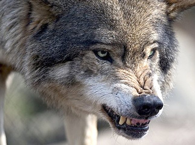 Високогірні села Закарпаття потерпають від періодичних нападів вовків