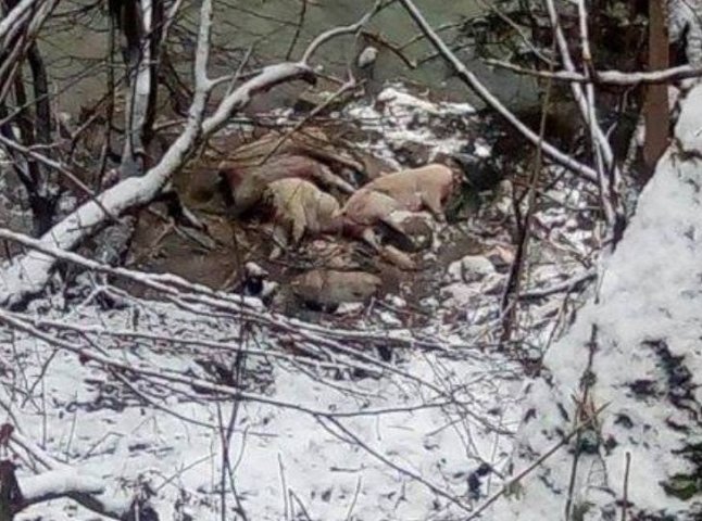 У тушах загиблих свиней, які викинули на берег річки, жодних ознак африканської чуми не знайшли