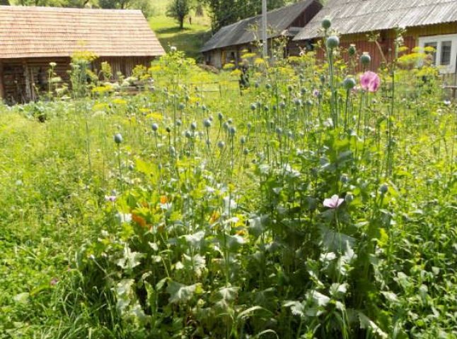 Проїжджаючи селом, поліцейські помітили у городі господині дещо незаконне