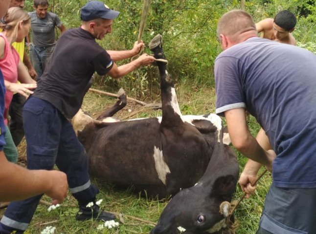 Будні рятувальників: як на Берегівщині корову з каналізаційного люку рятували