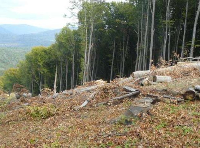 Двох закарпатських лісівників судитимуть за незаконну вирубку дерев на 3 мільйони гривень