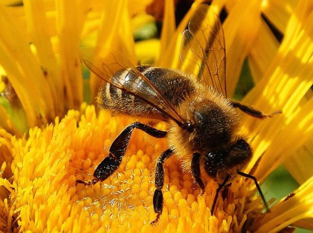 Пасічник із Виноградова навчився лікувати недуги за допомогою бджолиного біополя (ВІДЕО)
