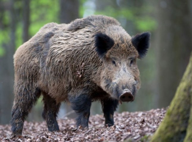 На Міжгірщині виявили труп дикого кабана, зараженого африканською чумою свиней