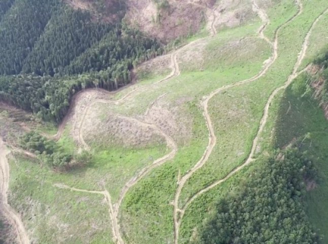 Екологи показали масштаби рубки дерев у Закарпатській області