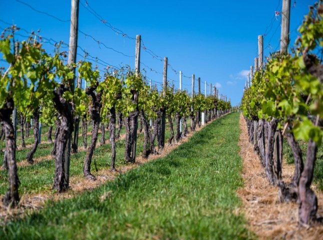 Площі під виноградниками в Україні скорочуються: на Закарпатті — своя тенденція