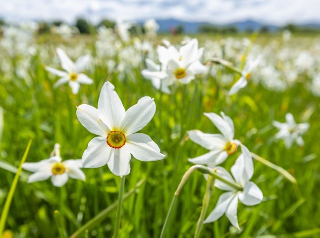 На Закарпатті анонсували період цвітіння у заповідному масиві