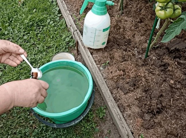 Цей копійчаний засіб рятує рослини на городі, але мало хто про нього знає підживлення рослин йодом