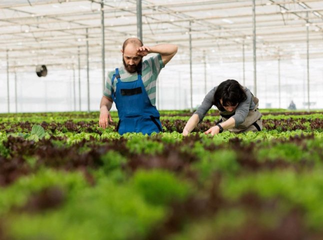 Мінекономіки анонсувало нові гранти для аграріїв