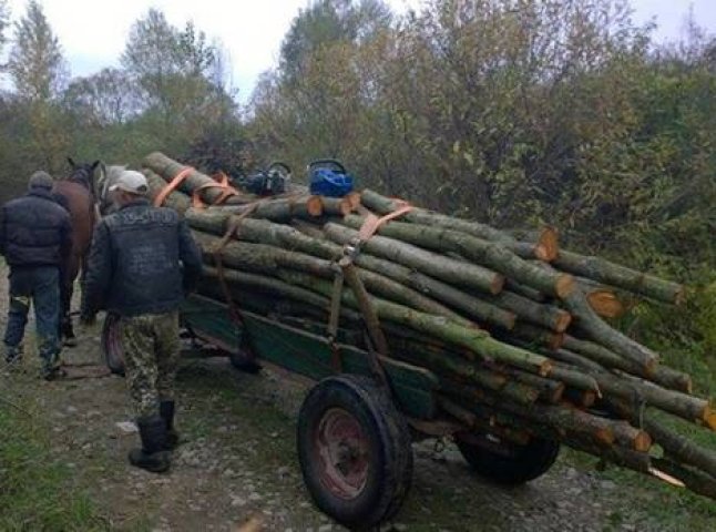 На Тячівщині правоохоронці затримали лісових браконьєрів