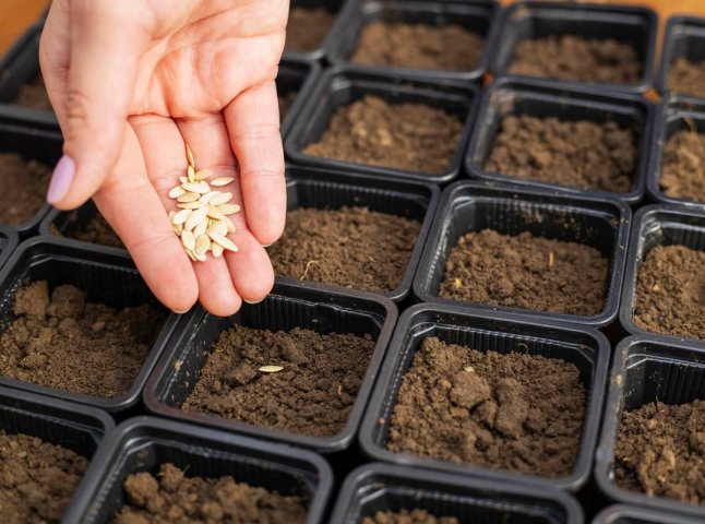 Посівний календар на лютий 2026 року: які сприятливі дні для посіву