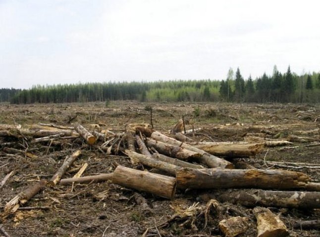 На Закарпатті прикордонники сприяли незаконній вирубці лісу, – СБУ