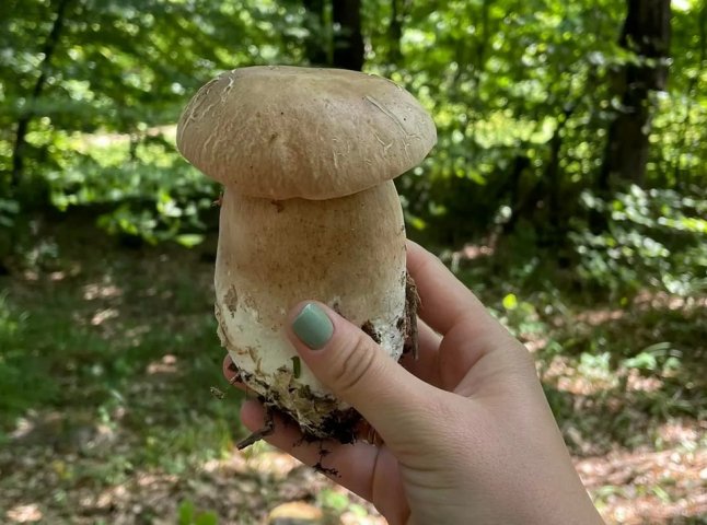 На Закарпатті починають збирати перші у 2022 році білі гриби