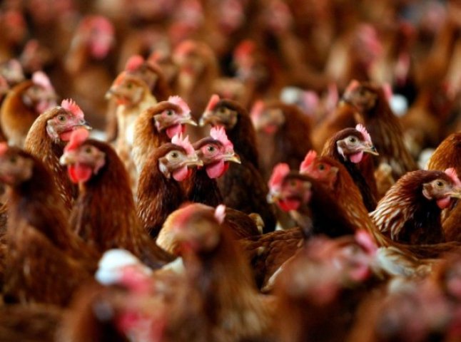 Спалах пташиного грипу: в Україні перевірять усі птахогосподарства